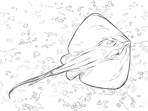 Common Stingray Coloring Page